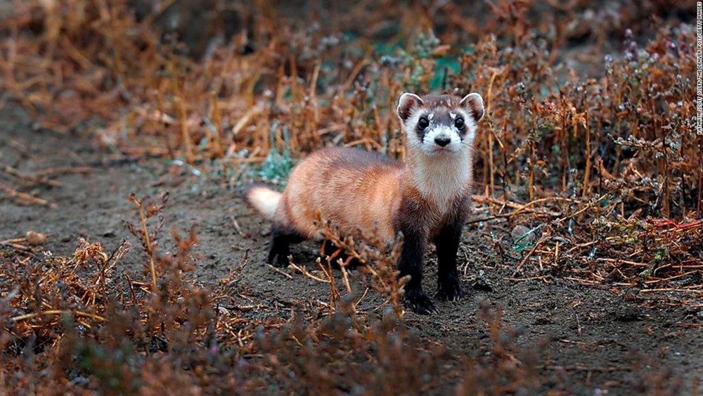 ‘Sở thú đông lạnh’ hồi sinh các loài động vật bên bờ vực tuyệt chủng - Ảnh 2.