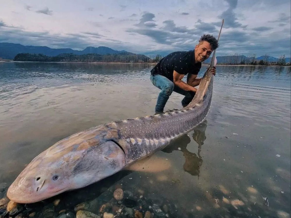 Người đàn ông bắt được khủng long sống khổng lồ trên sông Canada - Ảnh 1.