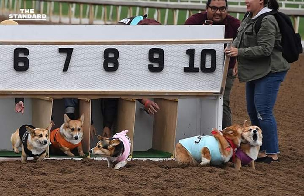 100 Corgi dogs participated in a running competition, the race suddenly turned into a funny photo contest - Photo 3.