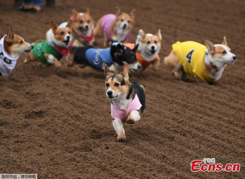 100 Corgi dogs participated in a running competition, the race suddenly turned into a funny photo contest - Photo 4.