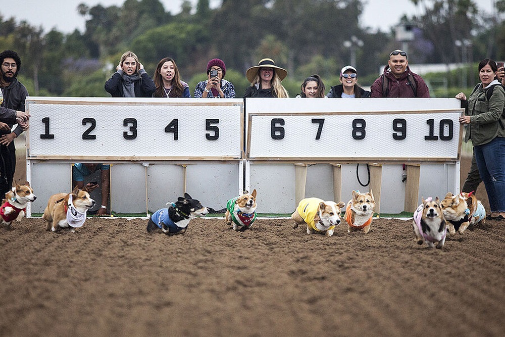 100 Corgi dogs participated in a running competition, the race suddenly turned into a funny photo contest - Photo 1.