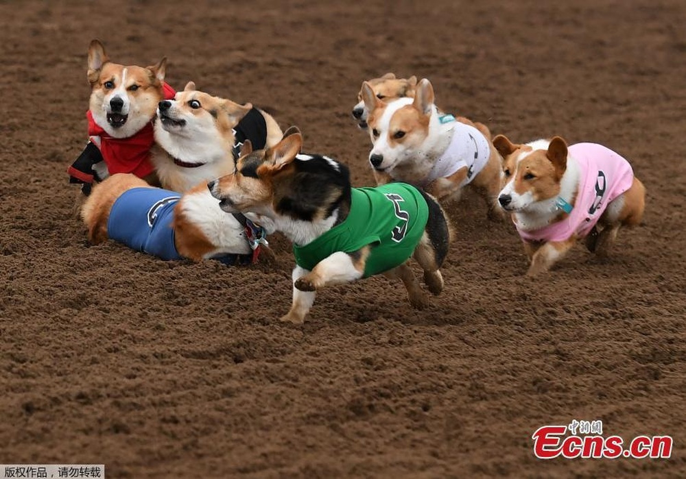 100 Corgi dogs participated in a running competition, the race suddenly turned into a funny photo contest - Photo 5.