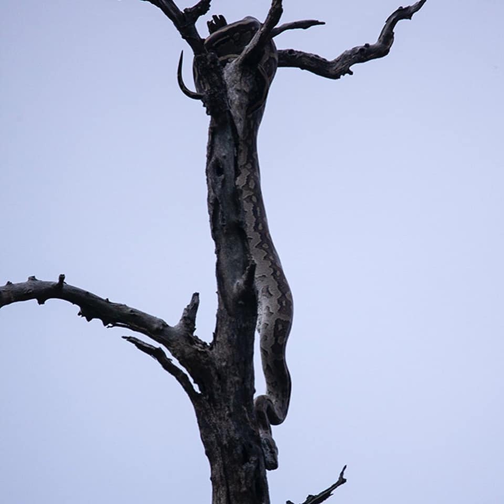 Loài trăn lớn nhất Nam Phi leo lên cây để bắt chim mỏ sừng: Kết quả sẽ ra sao? - Ảnh 3.
