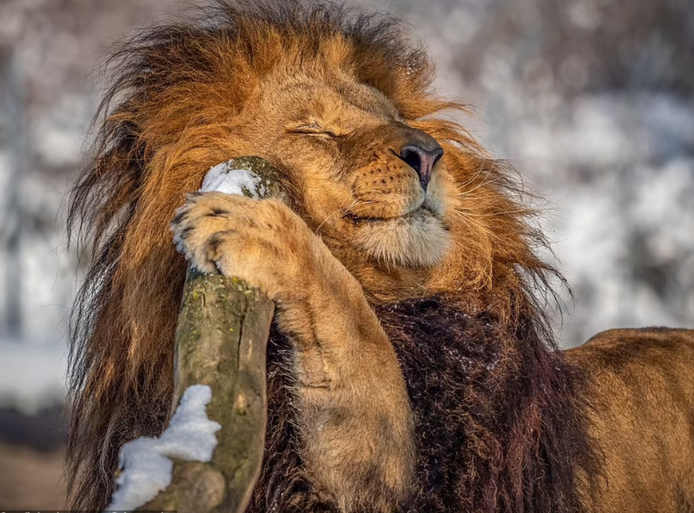 Con sư tử nổi tiếng khắp mạng xã hội nhờ bờm ấn tượng - Ảnh 3.