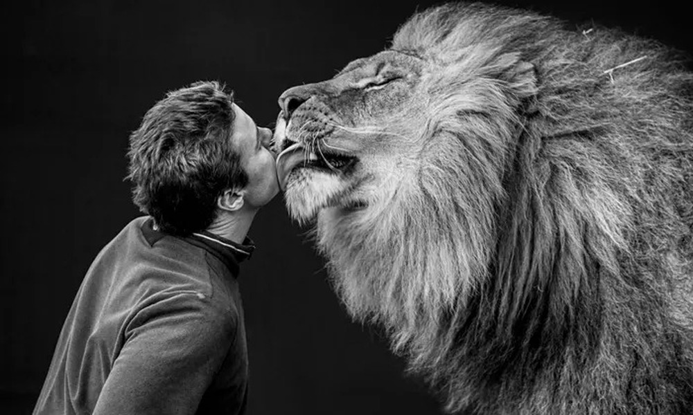 A lion's tongue can lick your skin, so why are some people unscathed: Unexpected reason!  - Photo 1.