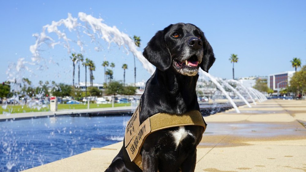 The dog was honored for its good smell to help detect suspicious containers for 4 years - Photo 1.