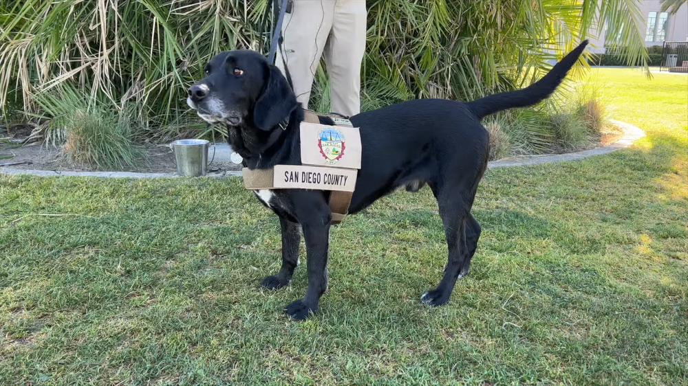 The dog was honored for its good sniffing ability to help detect suspicious packages for 4 years - Photo 2.