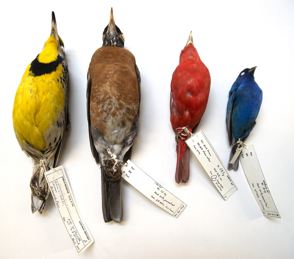Research makes all of humanity worry: The size of birds is getting smaller and smaller - Photo 1.