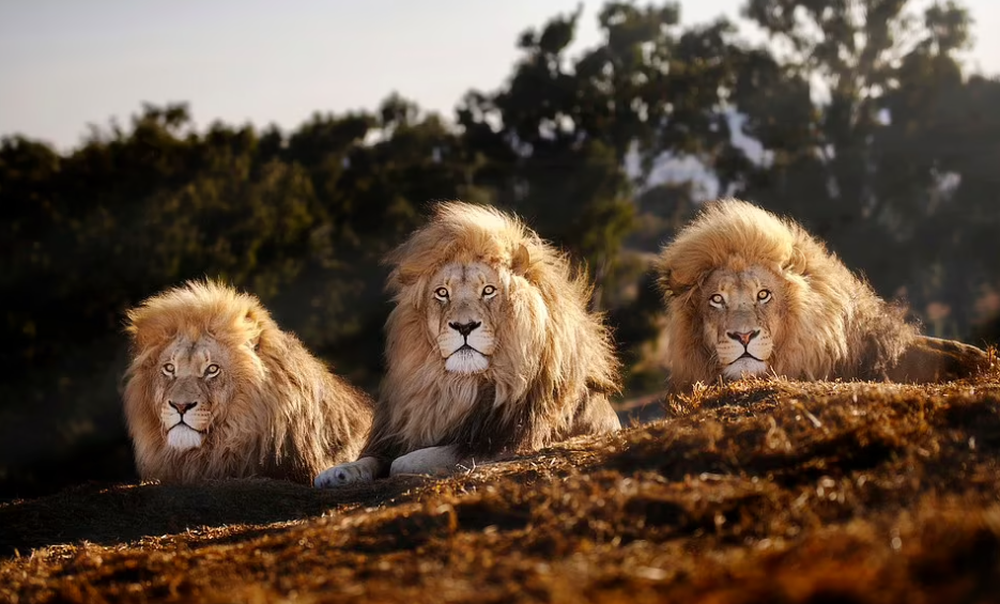 Cuộc sống hòa thuận đến bất ngờ của bộ ba sư tử đực trong khu bảo tồn Nam Phi - Ảnh 1.