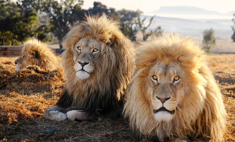 Cuộc sống hòa thuận đến bất ngờ của bộ ba sư tử đực trong khu bảo tồn Nam Phi - Ảnh 3.