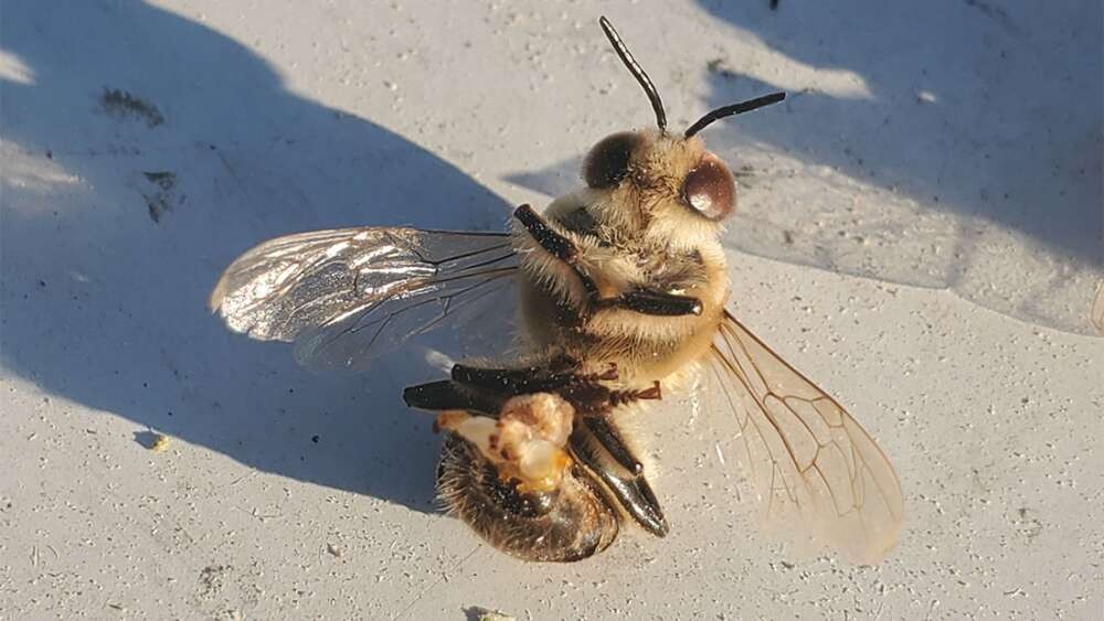 Những đàn ong đực này đã cố tự sướng một lần cuối cùng trước khi chết vì nắng nóng - Ảnh 1.