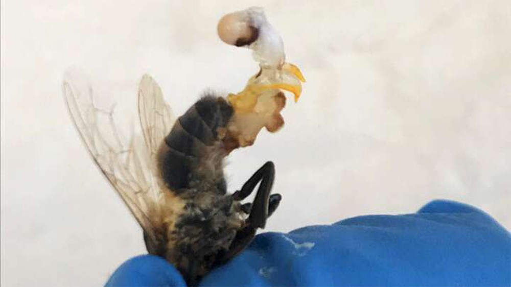 Những đàn ong đực này đã cố tự sướng một lần cuối cùng trước khi chết vì nắng nóng - Ảnh 8.