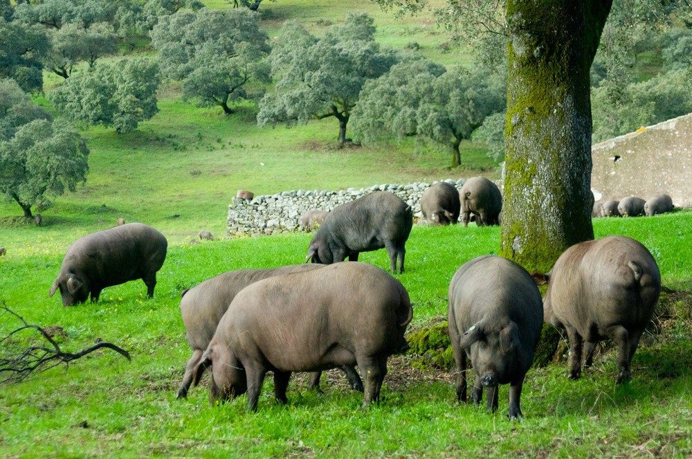 Đàn lợn đen sì dạo chơi trong thiên đường: Lát thịt mỏng như bàn tay đã tới 5 triệu đồng - Ảnh 1.