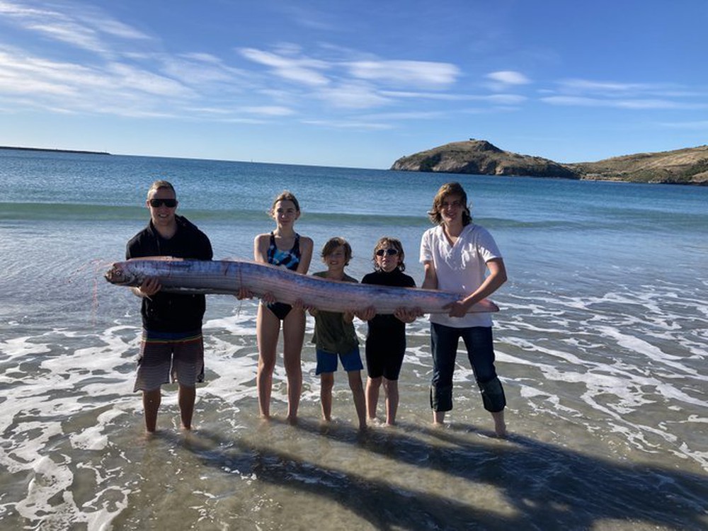 The long strange creature, 5 people hugged, washed up on New Zealand's beach - Photo 1.