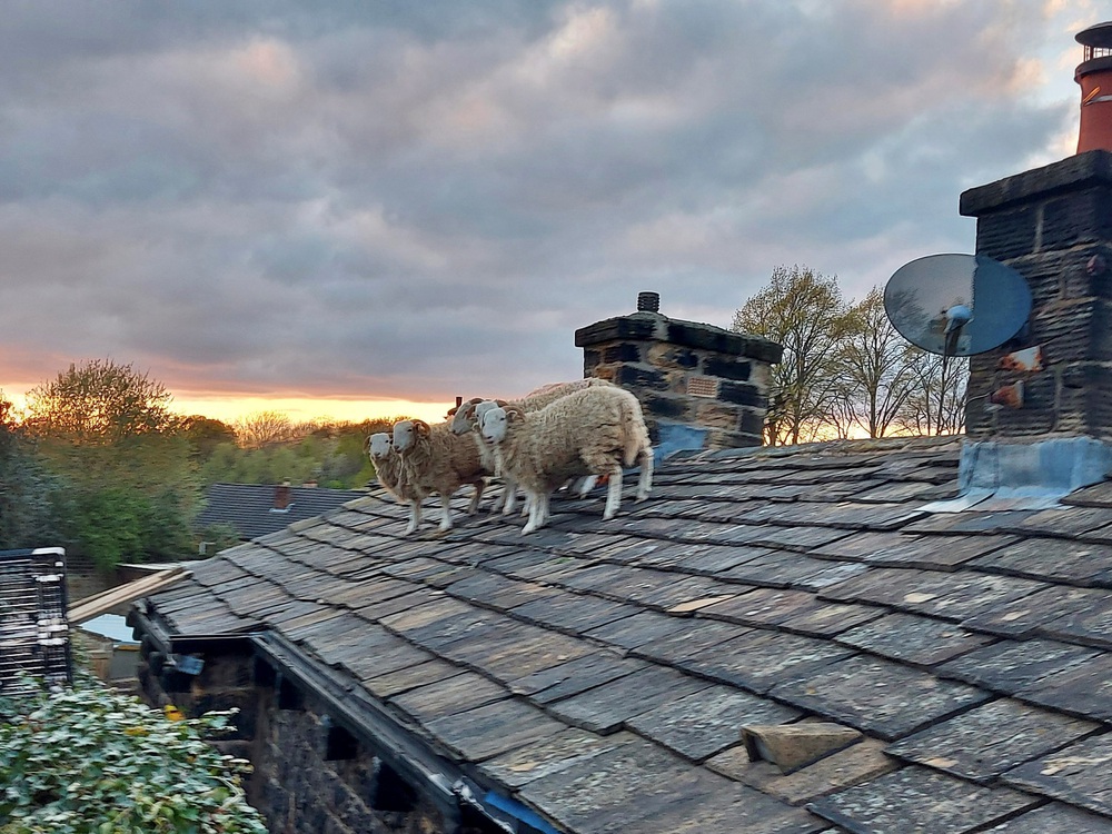 Giải cứu đàn cừu mắc cạn trên mái nhà ở Anh - Ảnh 1.