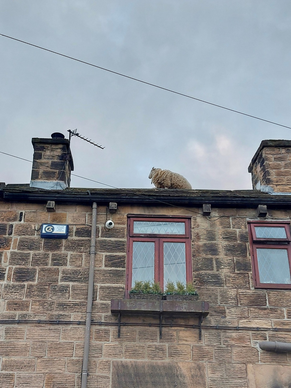 Giải cứu đàn cừu mắc cạn trên mái nhà ở Anh - Ảnh 3.