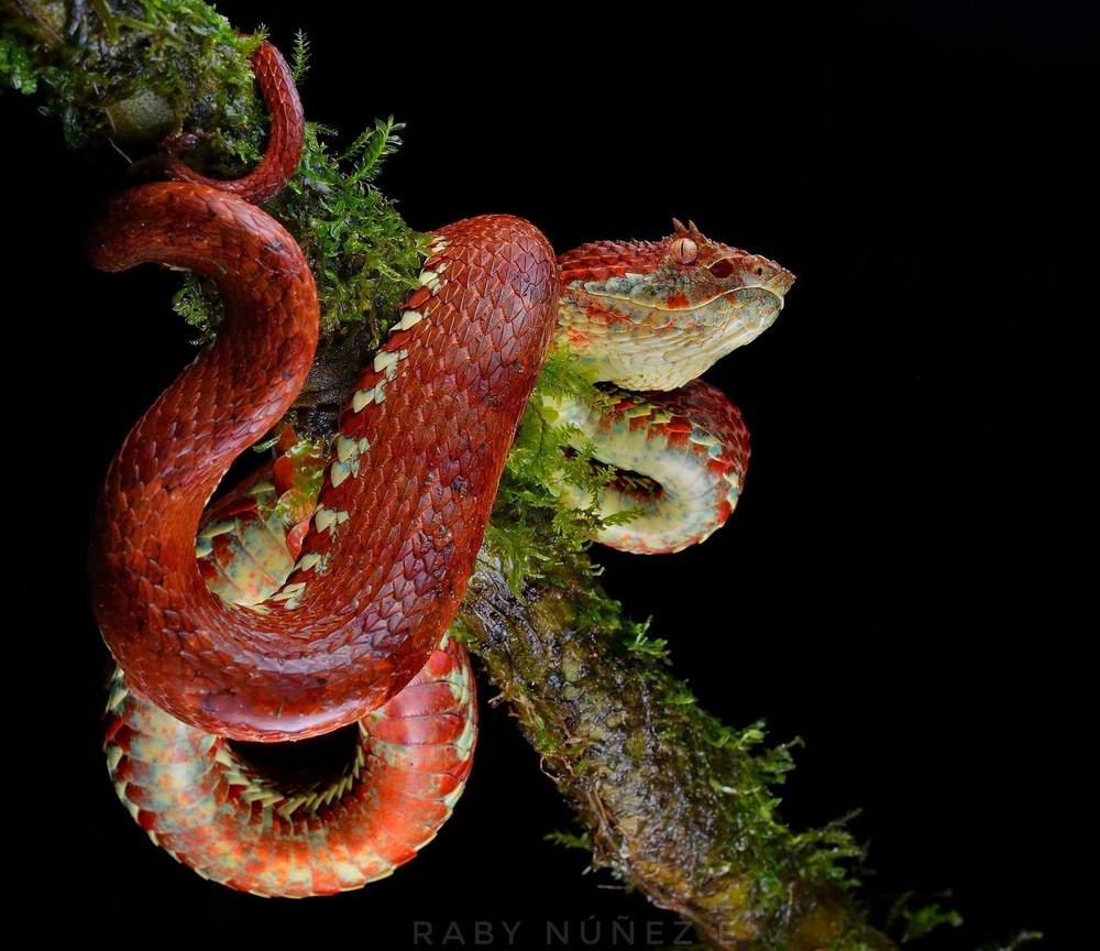 Viper but has a red-brown color, how dangerous is this dark assassin? - Photo 1.