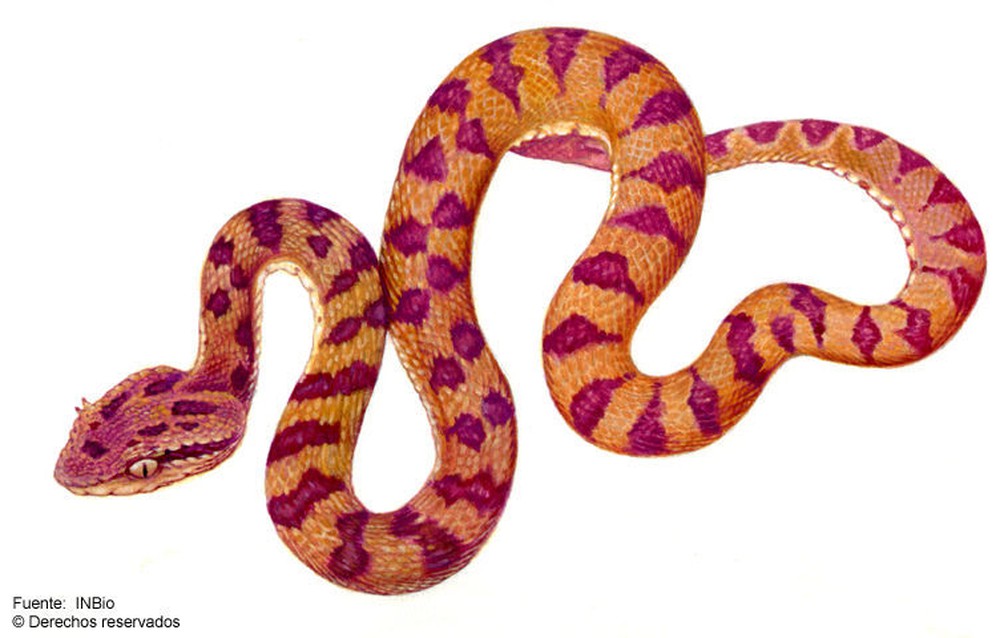 Viper but has a red-brown color, how dangerous is this dark assassin? - Photo 2.