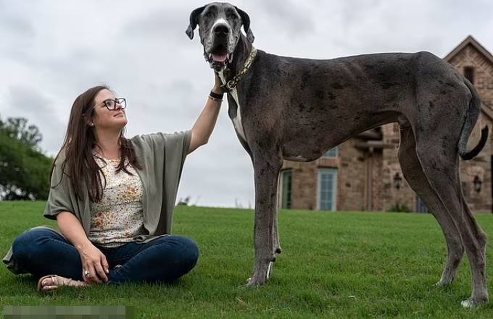 Chú chó cao nhất thế giới: Cao hơn 1m, có sức ăn khổng lồ - Ảnh 1.