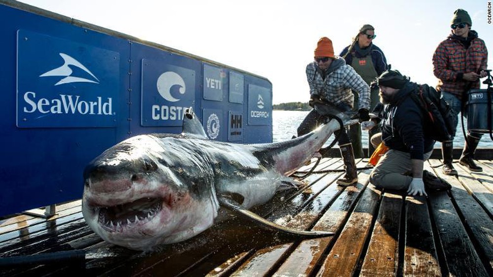 Phát hiện cá mập trắng lớn nặng gần nửa tấn ngoài khơi bờ biển Mỹ - Ảnh 1.