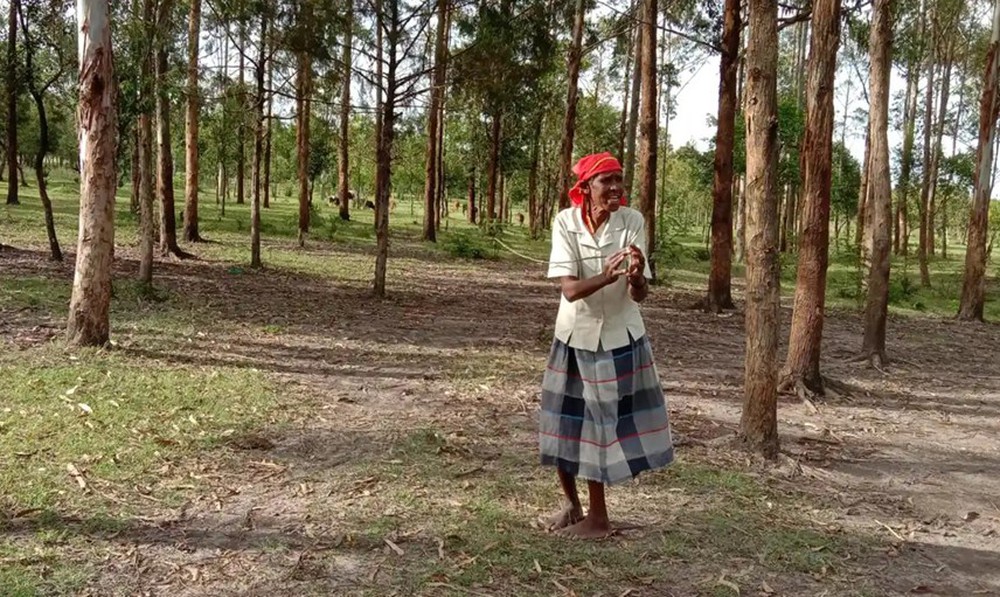 90.000 cây xanh: Cộng đồng Kipsigis và câu chuyện hồi sinh khu rừng tại Kenya - Ảnh 1.