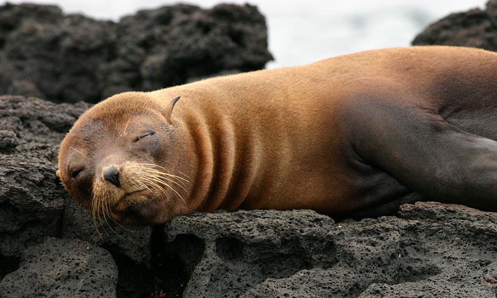 Melting with the sound of baby seals calling for their mother, revealing the facts about this lovely sea animal - Photo 2.
