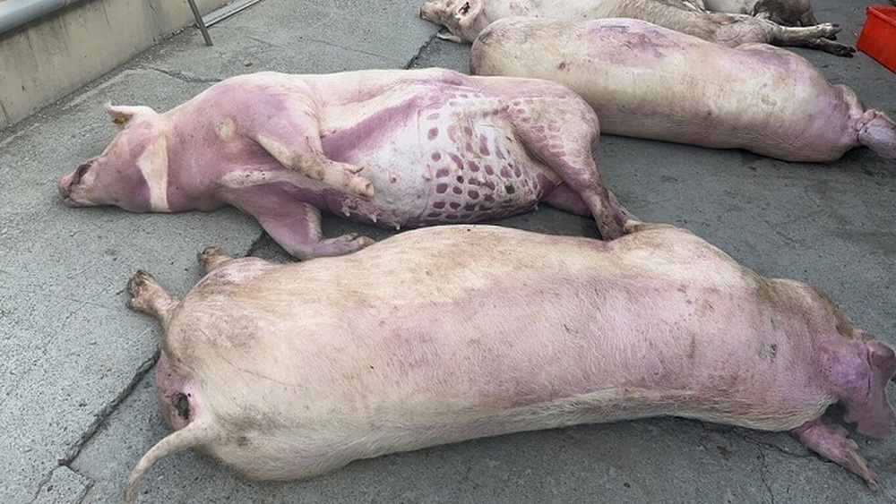 Sét đánh 170 con lợn ở trang trại chăn nuôi vì lỗi lắp đặt cột thu lôi - Ảnh 1.