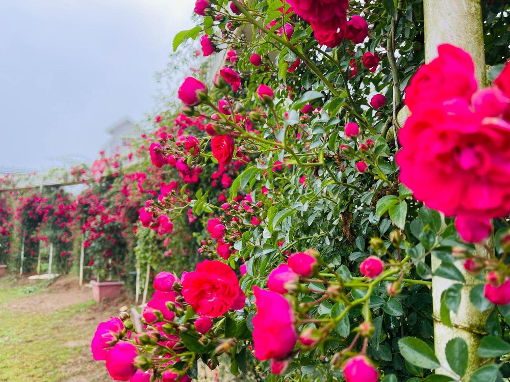 Vibrant red climbing roses in Fansipan rose valley in May season - Photo 2.