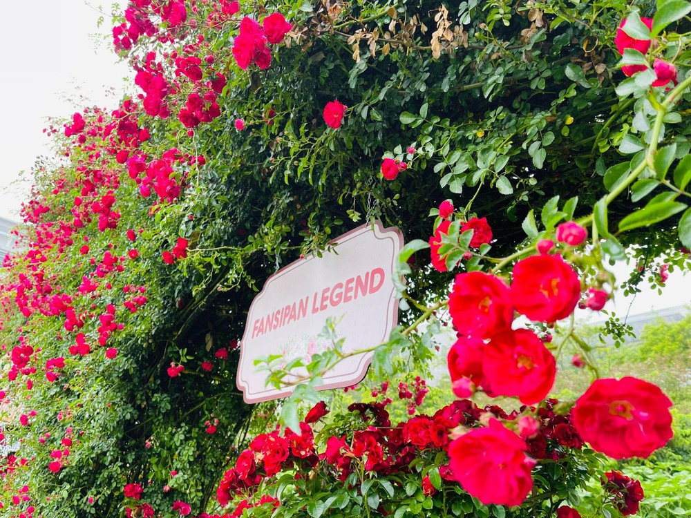 Vibrant red climbing roses in Fansipan rose valley in May season - Photo 4.