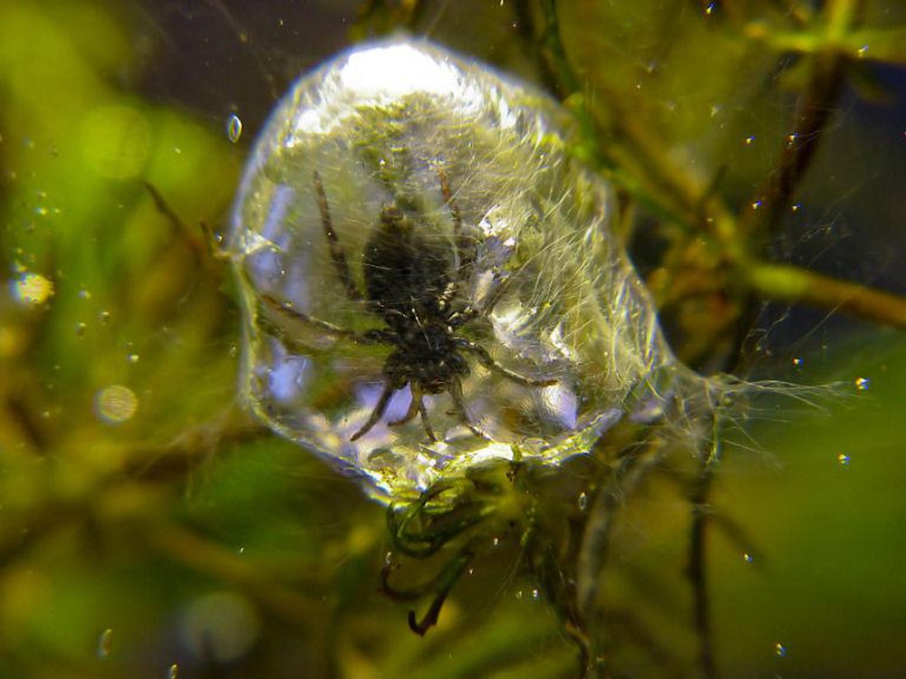 Loài nhện độc lạ nhất Trái Đất: Không ở trên cây mà thích lặn xuống nước, chăng tơ bắt cá ăn - Ảnh 7.