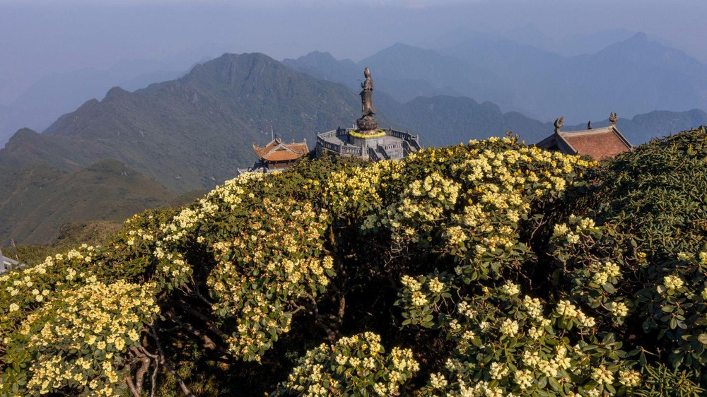 Vibrant red climbing roses in Fansipan rose valley in May season - Photo 9.