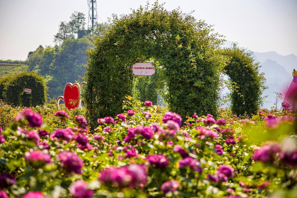 Vibrant red climbing roses in Fansipan rose valley in May season - Photo 11.