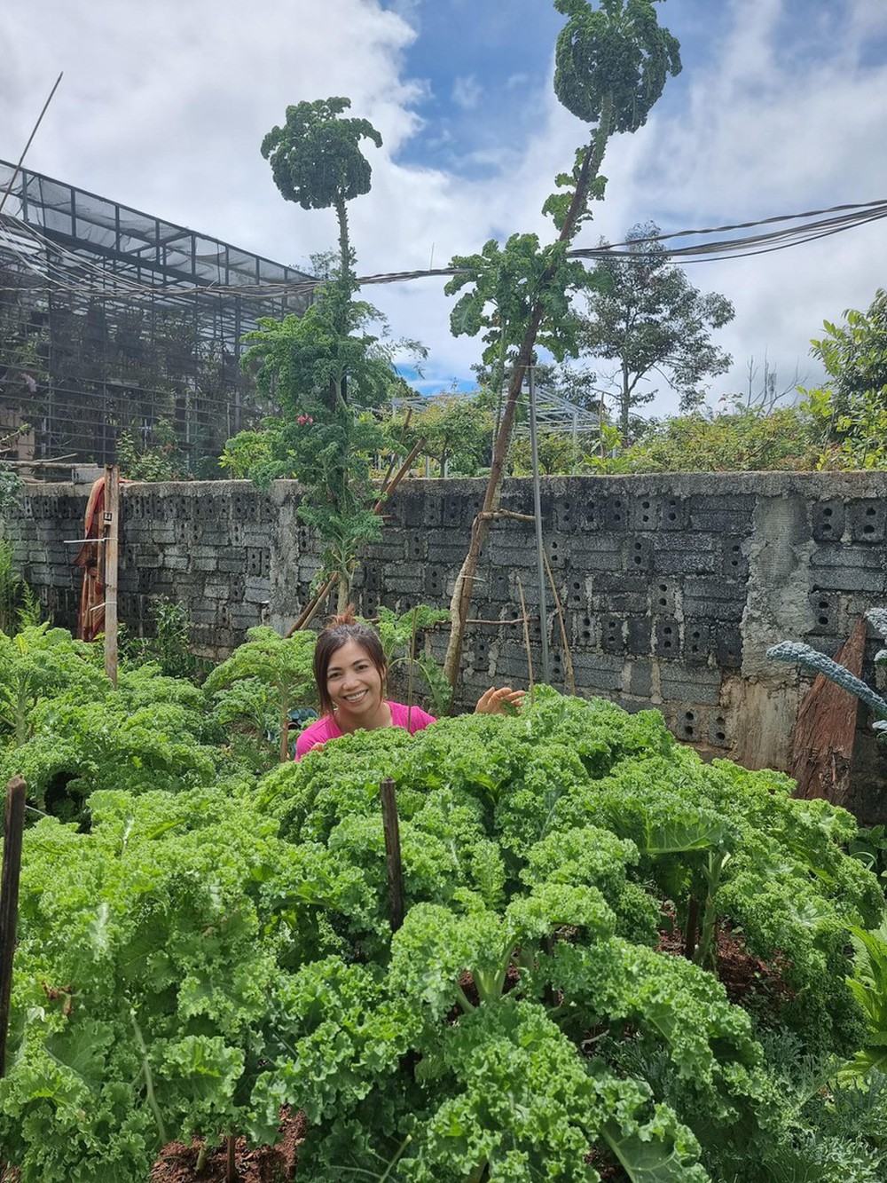 Vườn cải cao 3m ở Đắk Lắk nhờ bí quyết đỉnh của mẹ trẻ, muốn hái phải bắc thang - Ảnh 1.