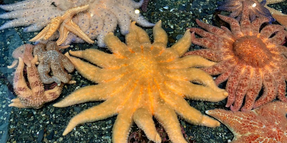 Strange creatures shine under the sea - Photo 5.