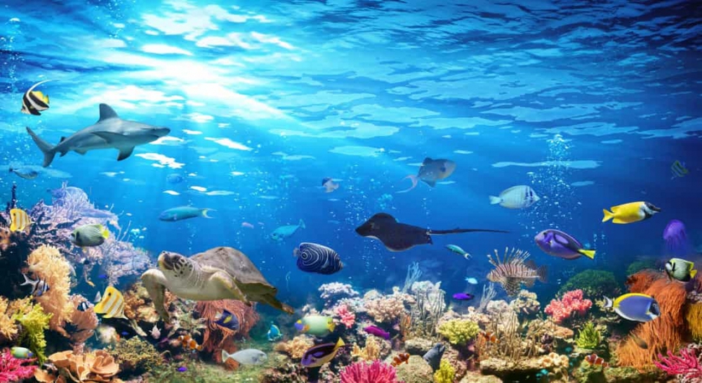 Những sự thật thú vị về đại dương có thể bạn chưa biết - Ảnh 1.