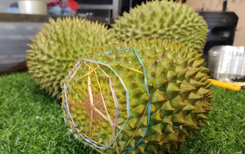  Choáng với giá sầu riêng Musang King trồng tại Việt Nam  - Ảnh 3.