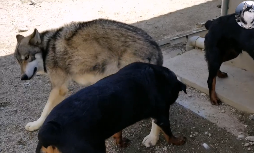 Chó Husky cậy to bắt nạt chó con, 1 năm sau nhìn thấy kích thước của đối phương mà hoảng - Ảnh 6.