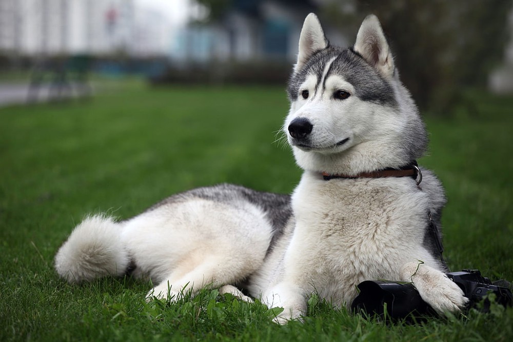 Chó Husky cậy to bắt nạt chó con, 1 năm sau nhìn thấy kích thước của đối phương mà hoảng - Ảnh 1.