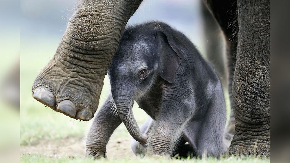 The heartbreaking story of a mother elephant carrying a baby elephant's body across the forest - Photo 1.