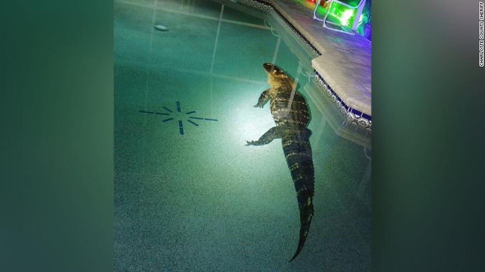 Gia chủ hết hồn thấy cá sấu khủng nặng 250 kg ngâm mình trong bể bơi - Ảnh 1.