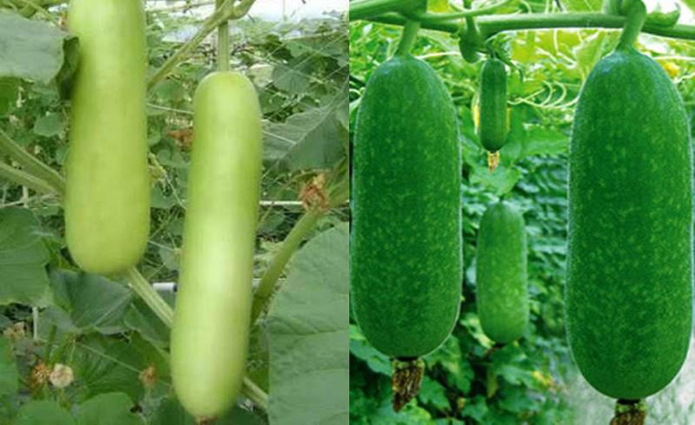 BS Trần Quốc Khánh: 8 loại rau củ quả giải nhiệt, tránh mất nước, đẹp da giá rất rẻ tại VN - Ảnh 2.