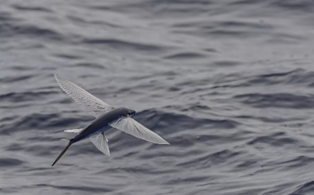 Choáng với kỷ lục thời gian bay lâu nhất thế giới của loài cá