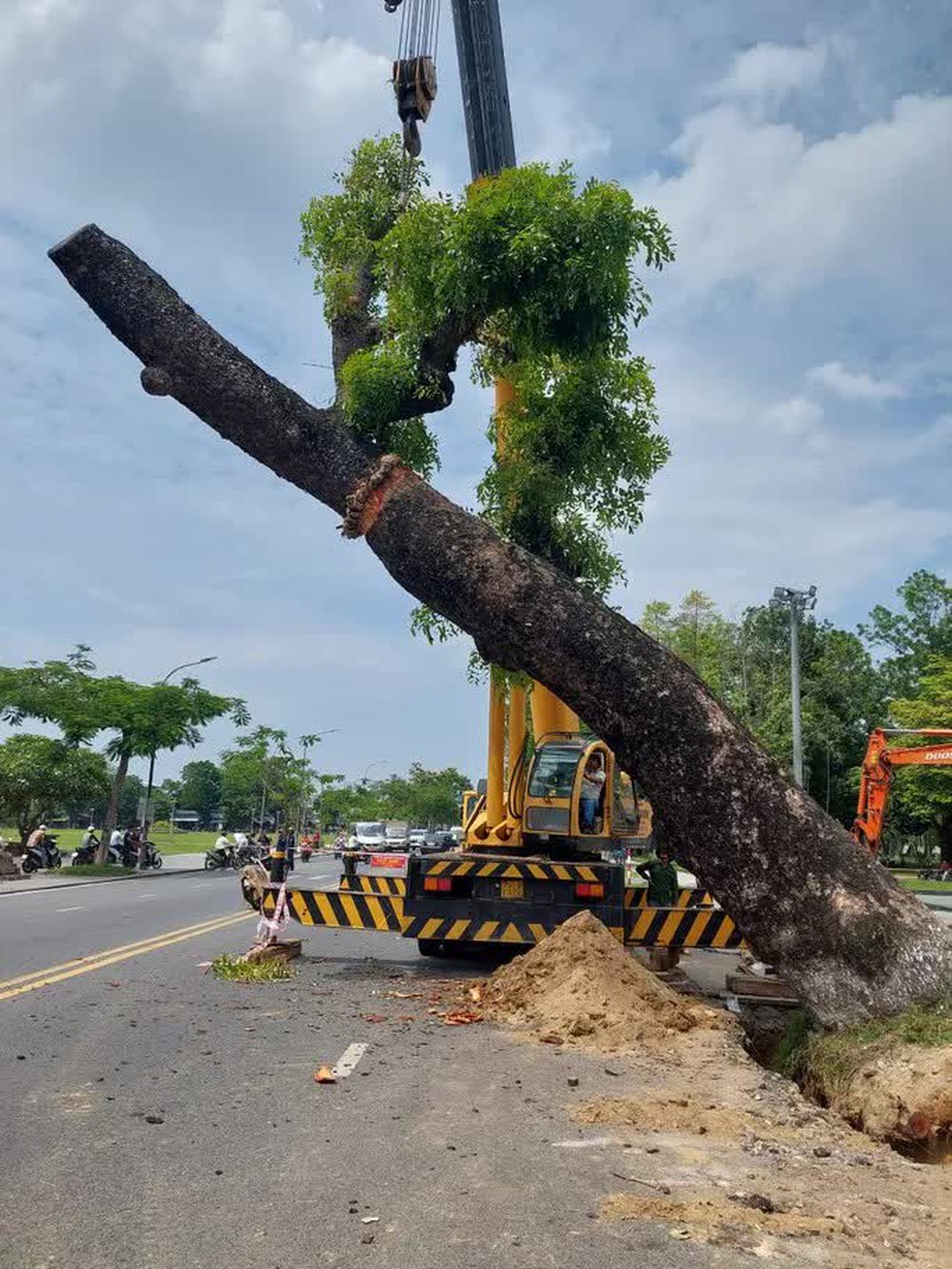 Huế di dời xà cừ cổ thụ 150 tuổi giữa mùa hè - Ảnh 2.