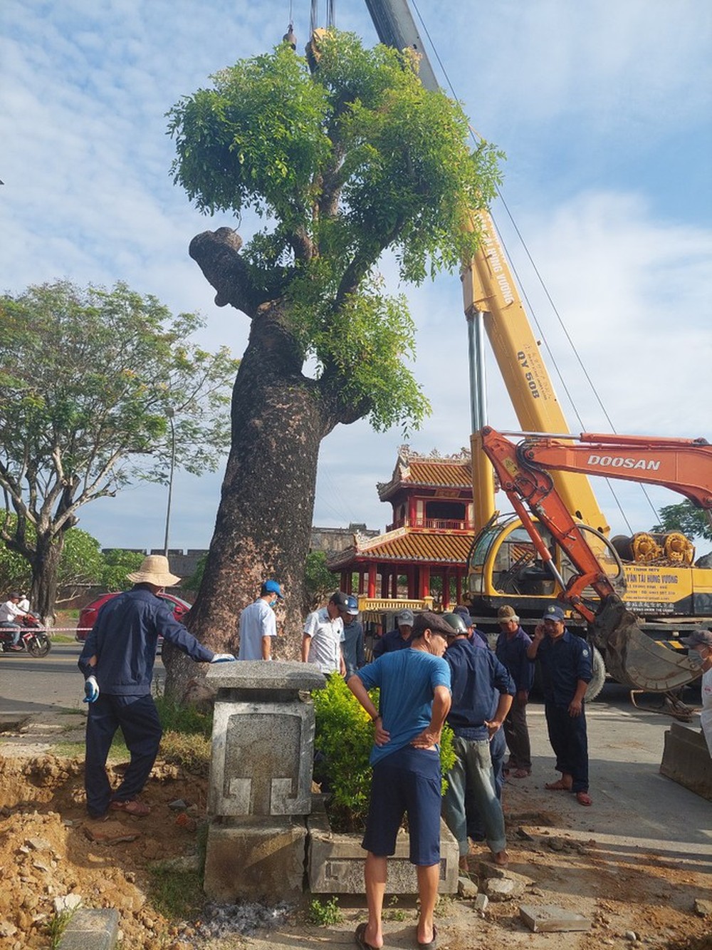 Huế di dời xà cừ cổ thụ 150 tuổi giữa mùa hè - Ảnh 5.