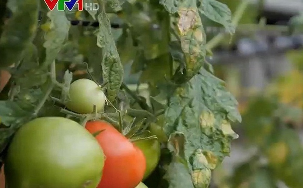Cà chua biến đổi gen giàu vitamin D