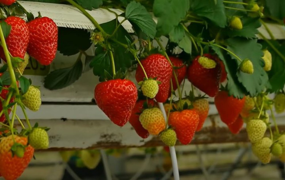 Growing strawberries using IoT technology - Photo 1.