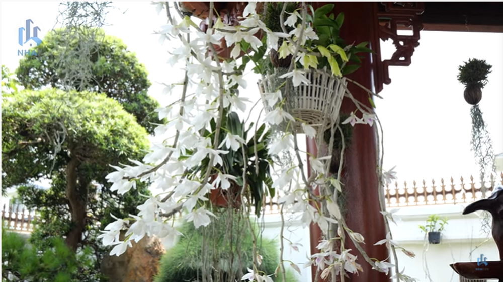 Choáng ngợp biệt thự hoa lan Năm Cánh Trắng Kinh Bắc rộng 1.000m2 nổi tiếng tại Bắc Ninh - Ảnh 6.