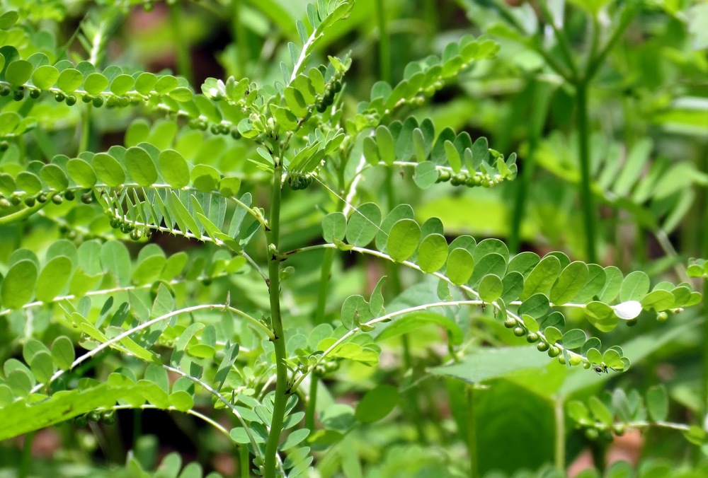 Wild plants - the quintessence of kidney stones, diabetes: Vietnam has a lot - Photo 1.