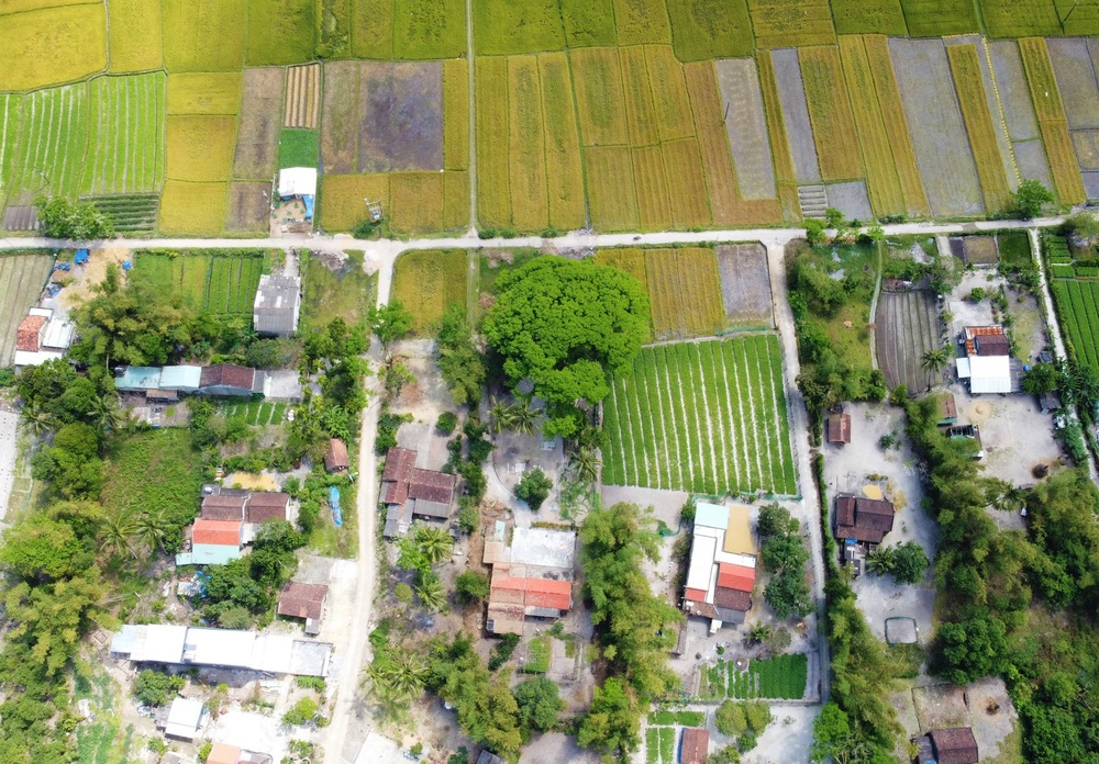  Chiêm ngưỡng “cụ” sưa 300 năm tuổi ở Quảng Nam, giá hơn 5 tỷ đồng nhưng không bán - Ảnh 2.