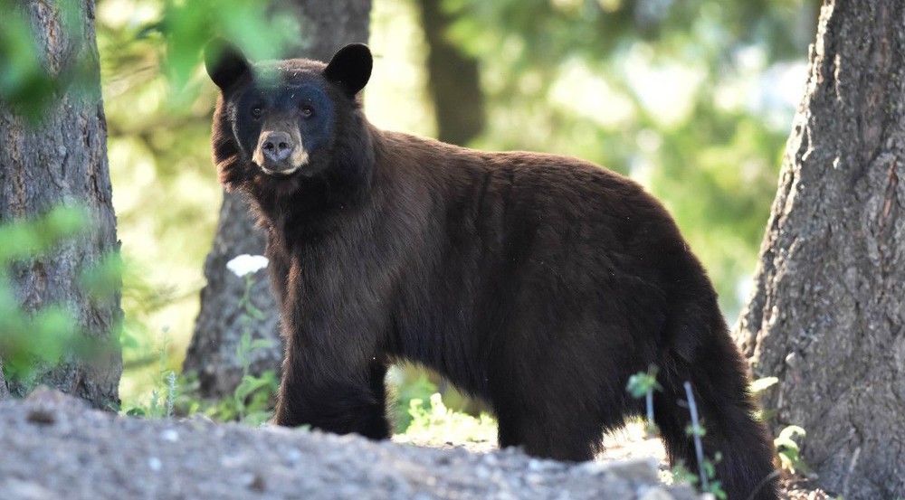 Discovered 5 bears hibernating near people's houses in the US - Photo 1.